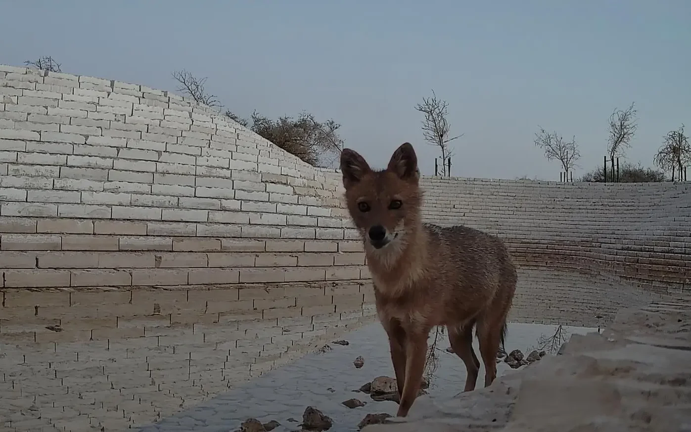 توثيق ظهور «ابن آوى الذهبي» داخل محمية الملك عبدالعزيز الملكية