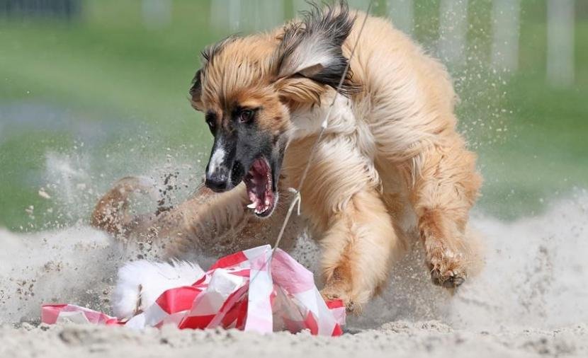 إعلان الفائزين بجوائز "سوني العالمية" للتصوير الفوتوغرافي لعام 2026