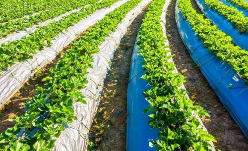  مشروع نموذجي لاستغلال المياه المعالجة في الزراعة ببركاء