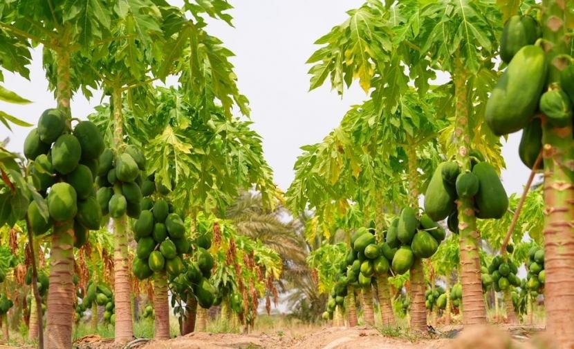 مشروع زراعة البابايا في شناص يعزز جهود تنويع الإنتاج الزراعي