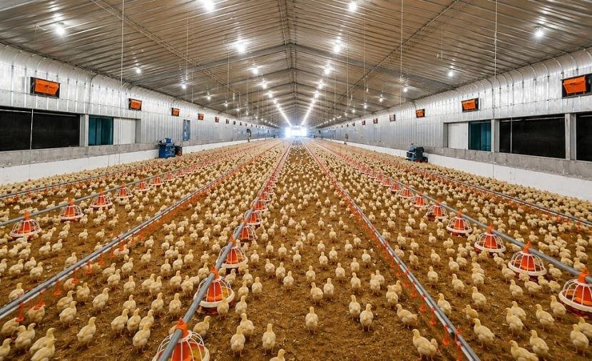 بعد التوسعة الجديدة.. ارتفاع الطاقة الإنتاجية لـ"الصفاء للأغذية" إلى 60 مليون طائر سنويًا