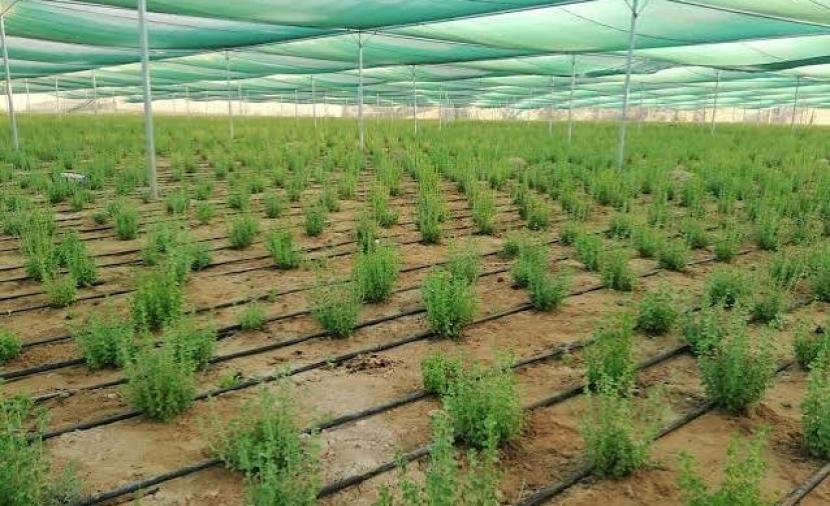 نجاح زراعة محصول الزعتر في ولايات شمال الشرقية