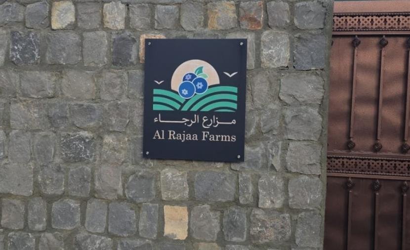 لأول مرة في عُمان.. "مزارع الرجاء" تنجح في زراعة التوت الأزرق بالجبل الأخضر