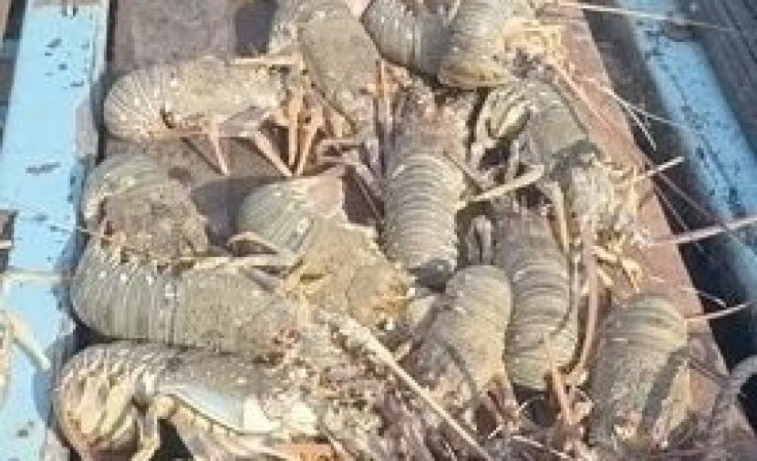 مع بدء موسم الصيد.. زيادة تدريجية في ثروة الشارخة بالأسواق